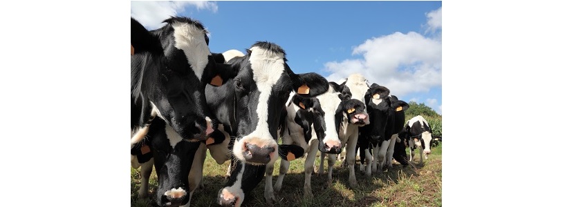 Alimentación de metionina protegida al rumen sobre vacas lecheras