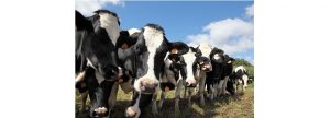 Boosting Metabolic Efficiency in Dairy Cows through Folic Acid and...