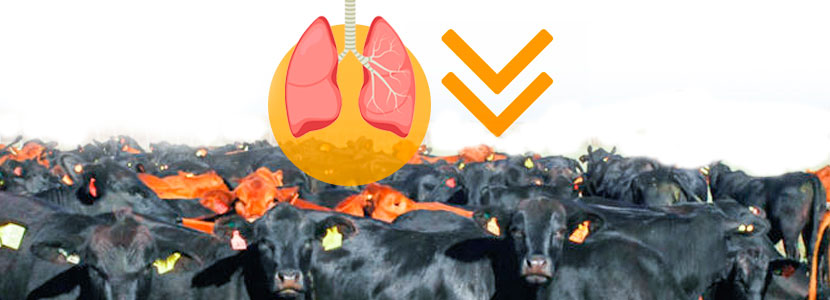 Cómo reducir las afecciones respiratorias en bovinos confinados