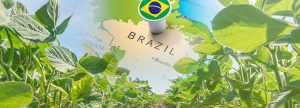 Brasil Mejora climática beneficia plantación y precio cae de la soja
