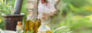 Fitobióticos como estimulantes digestivos en nutrición porcina
