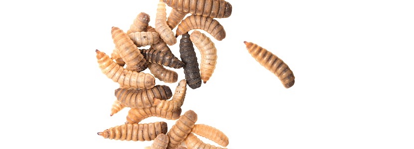 Insect production farms a growing industry with Dutch and Danish participation