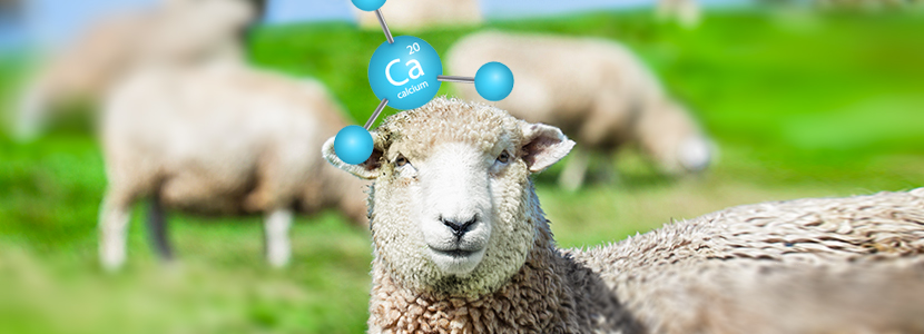 ¿Qué rol juega el calcio en la nutrición de las ovejas?