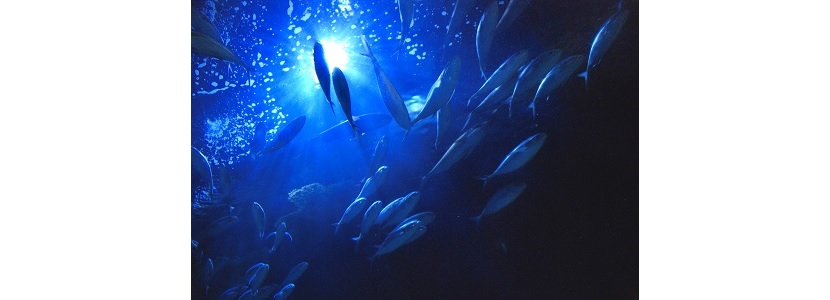 Aquaculture feed additives in Europe
