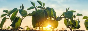 Variación en la estimación energética de la harina de soja