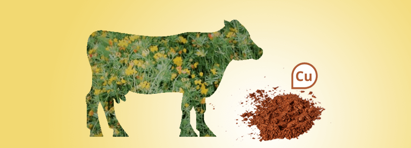 Conozca una nueva fuente de cobre para mejorar la nutrición animal! -  nutriNews, la revista de nutrición animal