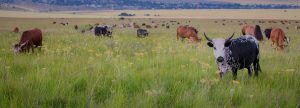 Planificar la alimentación del ganado optimiza costos de producción
