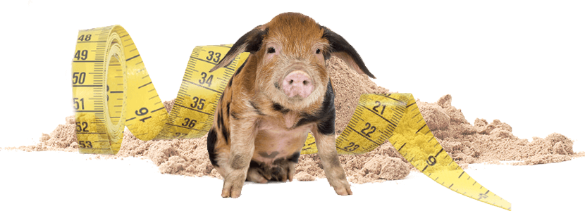 Protein sources: Choosing the right alternative for weaned piglet diets