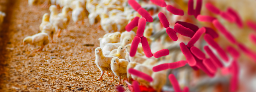 Suplementación dietética de Bacillus subtilis en pollos de engorde