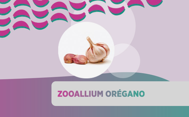 Zooallium Orégano