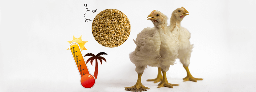 Dietas enriquecidas con glicina: Respuesta de pollos en clima tropical