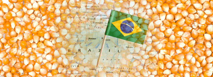 En Brasil, los precios del maíz deben sostenerse en 2020