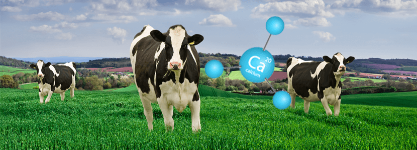 Prevención de la Hipocalcemia en vacas lecheras