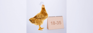 Nutrición en aves de postura de las 18 a las 32 semanas