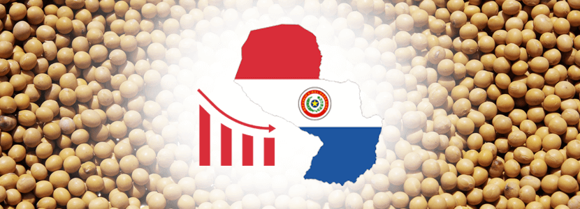 Caída en la producción de soja en Paraguay en 2019