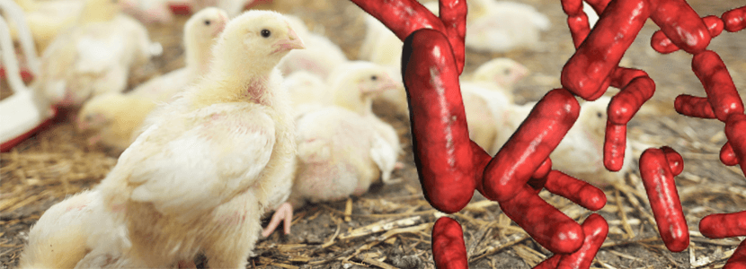 ¿Cuáles son los efectos de los probióticos en pollos de engorde?