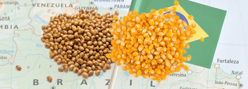 Brasil: Soja y maíz impulsarán a lograr récord en producción de granos