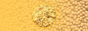 Cascarilla de soja (Glycine max)