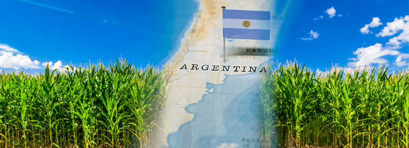 Cosecha de maíz argentina más lenta: Recolectando 15,8% de la siembra