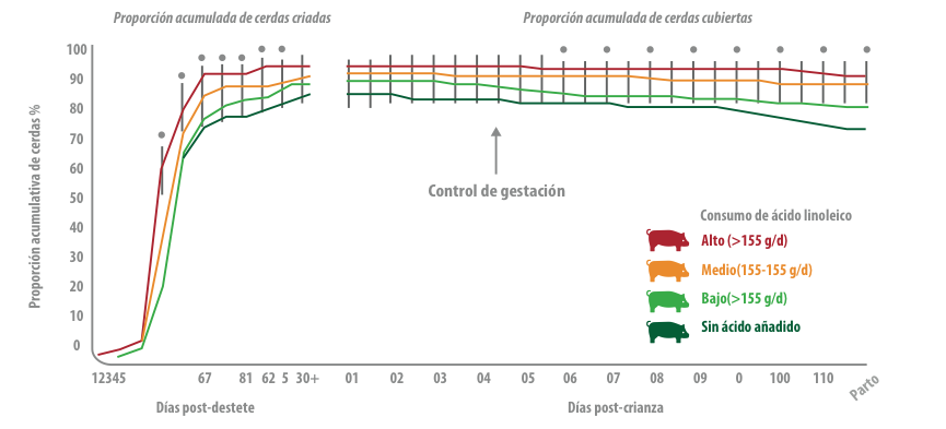 cerdas hiperprolíficas