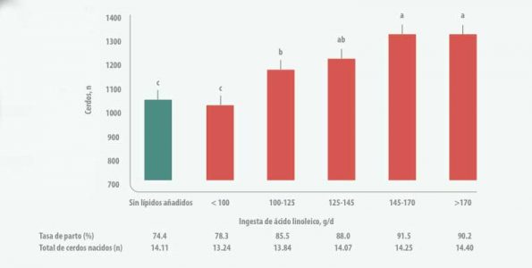 cerdas hiperprolíficas