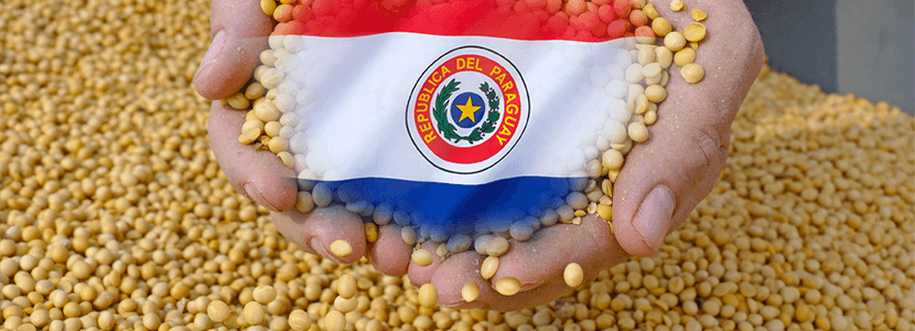 Paraguay: Se prevé recuperación en producción de soja ciclo 2019/2020