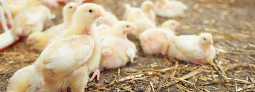 Relación de línea genética, estrés por calor y alimentación en pollos