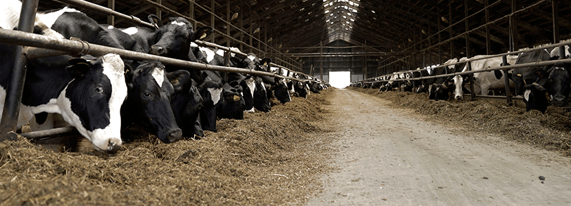 Residuos avícolas como suplemento nutricional en vacas lecheras