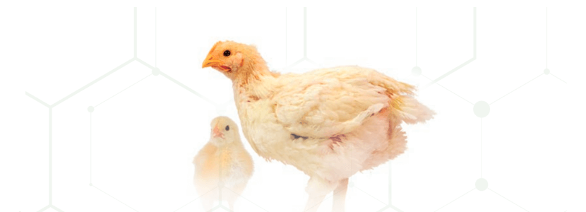 Requisito de Metionina+cistina suplementado con L-metionina en pollos