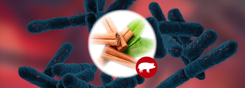 Cómo podemos controlar los problemas intestinales en porcino de engorde