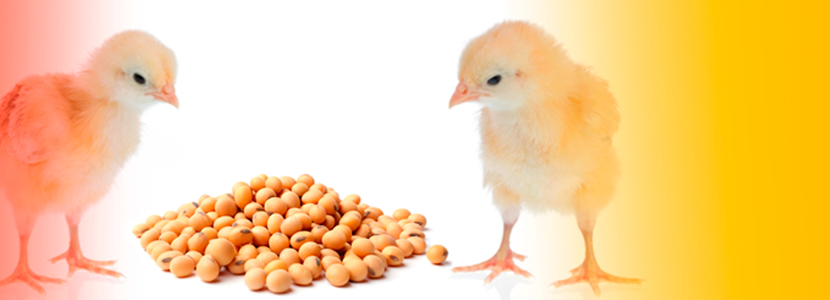 La proteína funcional para dar a los pollitos el mejor...
