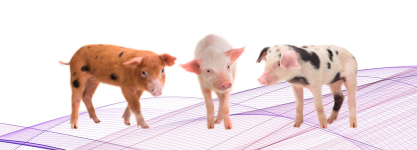 En alimentación porcina: ¿Qué efectos tiene una dieta alternativa?