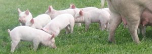 Use of probiotics, prebiotics, and synbiotics in pig production