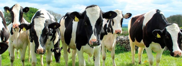 Eficiencia alimentaria en vacuno lechero