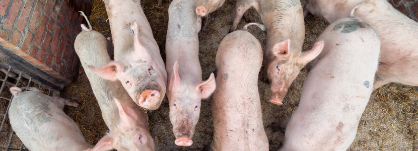 Enfermedades Intestinales: presencia de Isospora Suis en cerdos adultos