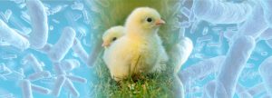 Fitoterapia en pollos de engorde. Acción antimicrobiana contra Cl. perfringens