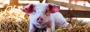 Una correcta nutrición para lograr el bienestar animal