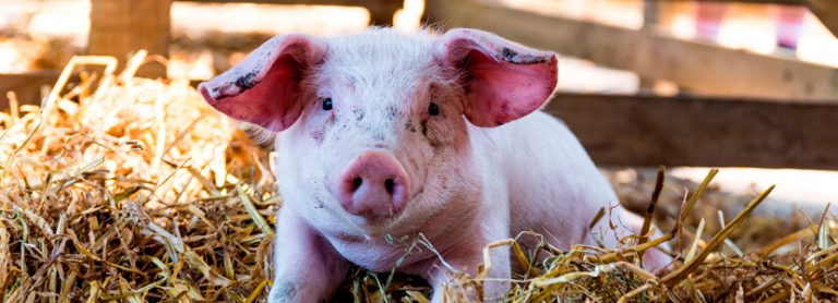 Una correcta nutrición para lograr el bienestar animal