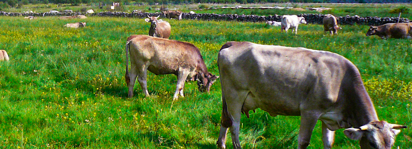 Hydroponic Green Forage