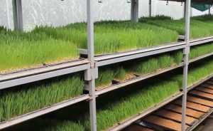 Hydroponic Green Forage