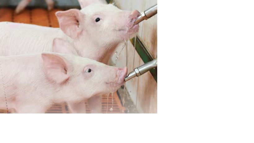 Artificial milk supplementation with increasing wheat levels in piglets