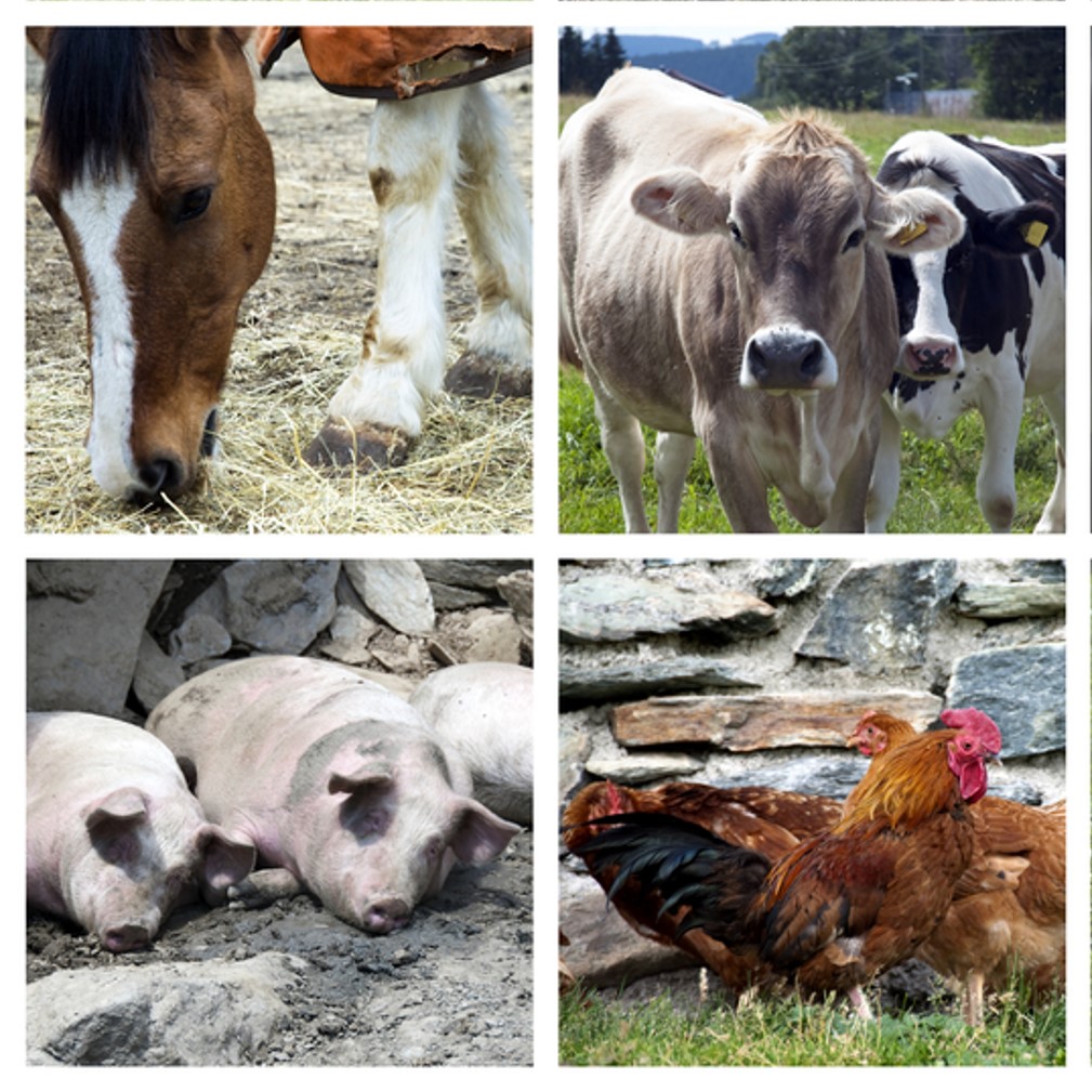 Animal welfare and food: challenges and opportunities