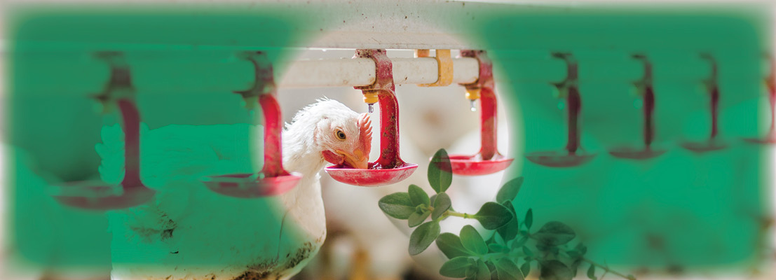 Contrarrestar el estrés por calor en la producción avícola