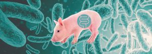 El proceso de colonización microbiana intestinal en lechones