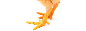 Niveles de proteína bruta en dietas de aves, salud plantar y bienestar animal