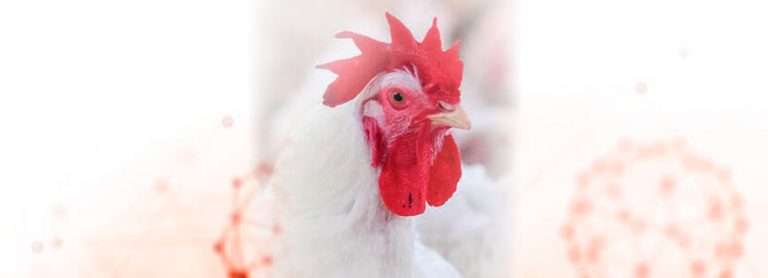 Nuevas recomendaciones de necesidades nutricionales en avicultura de FEDNA