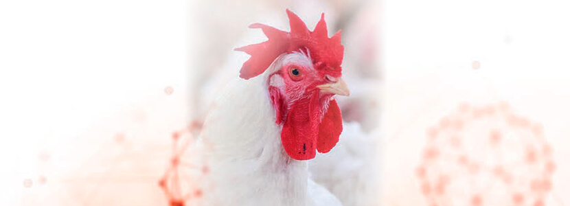 Nuevas recomendaciones de necesidades nutricionales en avicultura de FEDNA