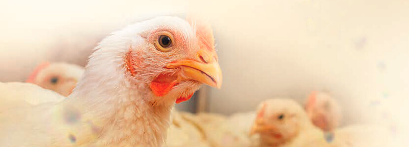 Papel de la narasina en la salud intestinal del pollo de engorde