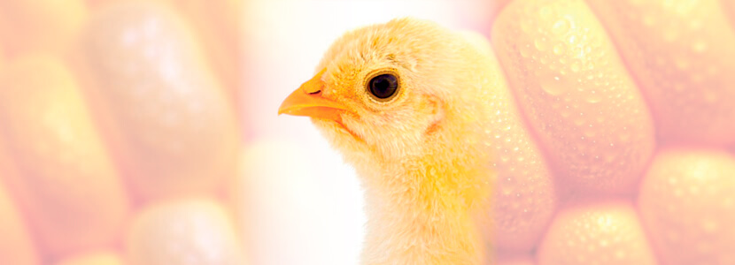Salud intestinal y pigmentación del pollo de engorde