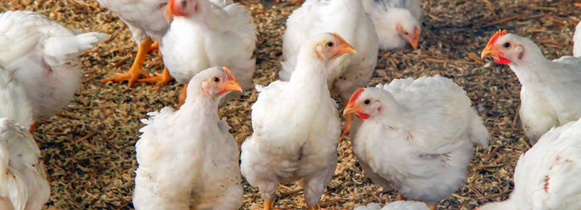 Pigments: use of additives in poultry diets